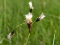 Eriophorum latifolium